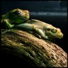 litoria caerulea. australian green tree frog.jpg